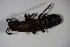  ( - GBOL_Col_FK_6949)  @11 [ ] CreativeCommons - Attribution Non-Commercial Share-Alike (2015) Unspecified SNSB, Zoologische Staatssammlung Muenchen