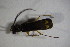  ( - GBOL_Col_FK_7014)  @12 [ ] CreativeCommons - Attribution Non-Commercial Share-Alike (2015) Unspecified SNSB, Zoologische Staatssammlung Muenchen