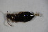  ( - GBOL_Col_FK_7138)  @12 [ ] CreativeCommons - Attribution Non-Commercial Share-Alike (2015) Unspecified SNSB, Zoologische Staatssammlung Muenchen