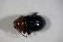  ( - GBOL_Col_FK_7154)  @12 [ ] CreativeCommons - Attribution Non-Commercial Share-Alike (2015) Unspecified SNSB, Zoologische Staatssammlung Muenchen