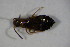  ( - GBOL_Col_FK_7165)  @12 [ ] CreativeCommons - Attribution Non-Commercial Share-Alike (2015) Unspecified SNSB, Zoologische Staatssammlung Muenchen
