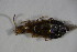  ( - GBOL_Col_FK_7202)  @12 [ ] CreativeCommons - Attribution Non-Commercial Share-Alike (2015) Unspecified SNSB, Zoologische Staatssammlung Muenchen