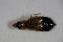  ( - GBOL_Col_FK_7226)  @12 [ ] CreativeCommons - Attribution Non-Commercial Share-Alike (2015) Unspecified SNSB, Zoologische Staatssammlung Muenchen