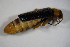  ( - GBOL_Col_FK_7263)  @12 [ ] CreativeCommons - Attribution Non-Commercial Share-Alike (2015) Unspecified SNSB, Zoologische Staatssammlung Muenchen