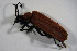  ( - GBOL_Col_FK_7282)  @12 [ ] CreativeCommons - Attribution Non-Commercial Share-Alike (2015) Unspecified SNSB, Zoologische Staatssammlung Muenchen