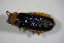  ( - GBOL_Col_FK_7287)  @12 [ ] CreativeCommons - Attribution Non-Commercial Share-Alike (2015) Unspecified SNSB, Zoologische Staatssammlung Muenchen