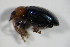  ( - GBOL_Col_FK_7303)  @12 [ ] CreativeCommons - Attribution Non-Commercial Share-Alike (2015) Unspecified SNSB, Zoologische Staatssammlung Muenchen