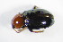  ( - GBOL_Col_FK_7686)  @13 [ ] CreativeCommons - Attribution Non-Commercial Share-Alike (2015) Unspecified SNSB, Zoologische Staatssammlung Muenchen