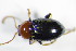  (Neocrepidodera femorata - GBOL_Col_FK_7687)  @13 [ ] CreativeCommons - Attribution Non-Commercial Share-Alike (2015) Unspecified SNSB, Zoologische Staatssammlung Muenchen