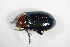  ( - GBOL_Col_FK_7688)  @13 [ ] CreativeCommons - Attribution Non-Commercial Share-Alike (2015) Unspecified SNSB, Zoologische Staatssammlung Muenchen