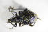  ( - GBOL_Col_FK_7715)  @13 [ ] CreativeCommons - Attribution Non-Commercial Share-Alike (2015) Unspecified SNSB, Zoologische Staatssammlung Muenchen
