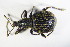  ( - GBOL_Col_FK_7738)  @13 [ ] CreativeCommons - Attribution Non-Commercial Share-Alike (2015) Unspecified SNSB, Zoologische Staatssammlung Muenchen