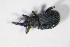  ( - GBOL_Col_FK_7757)  @13 [ ] CreativeCommons - Attribution Non-Commercial Share-Alike (2015) Unspecified SNSB, Zoologische Staatssammlung Muenchen