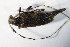  ( - GBOL_Col_FK_7781)  @11 [ ] CreativeCommons - Attribution Non-Commercial Share-Alike (2015) Unspecified SNSB, Zoologische Staatssammlung Muenchen