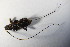  ( - GBOL_Col_FK_7783)  @11 [ ] CreativeCommons - Attribution Non-Commercial Share-Alike (2015) Unspecified SNSB, Zoologische Staatssammlung Muenchen