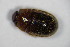  (Pocadius adustus - GBOL_Col_FK_7830)  @13 [ ] CreativeCommons - Attribution Non-Commercial Share-Alike (2015) Unspecified SNSB, Zoologische Staatssammlung Muenchen
