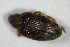  ( - GBOL_Col_FK_7836)  @12 [ ] CreativeCommons - Attribution Non-Commercial Share-Alike (2015) Unspecified SNSB, Zoologische Staatssammlung Muenchen