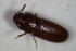  ( - GBOL_Col_FK_7843)  @12 [ ] CreativeCommons - Attribution Non-Commercial Share-Alike (2015) Unspecified SNSB, Zoologische Staatssammlung Muenchen