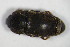  ( - GBOL_Col_FK_7847)  @12 [ ] CreativeCommons - Attribution Non-Commercial Share-Alike (2015) Unspecified SNSB, Zoologische Staatssammlung Muenchen