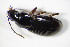  ( - GBOL_Col_FK_7865)  @12 [ ] CreativeCommons - Attribution Non-Commercial Share-Alike (2015) Unspecified SNSB, Zoologische Staatssammlung Muenchen
