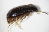  ( - GBOL_Col_FK_7867)  @11 [ ] CreativeCommons - Attribution Non-Commercial Share-Alike (2015) Unspecified SNSB, Zoologische Staatssammlung Muenchen