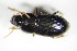  (Harpalus pumilus - GBOL_Col_FK_7878)  @13 [ ] CreativeCommons - Attribution Non-Commercial Share-Alike (2015) Unspecified SNSB, Zoologische Staatssammlung Muenchen