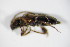  ( - GBOL_Col_FK_7887)  @12 [ ] CreativeCommons - Attribution Non-Commercial Share-Alike (2015) Unspecified SNSB, Zoologische Staatssammlung Muenchen
