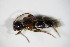  ( - GBOL_Col_FK_7888)  @12 [ ] CreativeCommons - Attribution Non-Commercial Share-Alike (2015) Unspecified SNSB, Zoologische Staatssammlung Muenchen