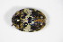  (Anthrenus pimpinellae - GBOL_Col_FK_7893)  @15 [ ] CreativeCommons - Attribution Non-Commercial Share-Alike (2015) Unspecified SNSB, Zoologische Staatssammlung Muenchen