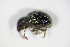  ( - GBOL_Col_FK_7904)  @12 [ ] CreativeCommons - Attribution Non-Commercial Share-Alike (2015) Unspecified SNSB, Zoologische Staatssammlung Muenchen