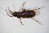  ( - GBOL_Col_FK_7934)  @11 [ ] CreativeCommons - Attribution Non-Commercial Share-Alike (2015) Unspecified SNSB, Zoologische Staatssammlung Muenchen
