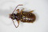  ( - GBOL_Col_FK_7937)  @11 [ ] CreativeCommons - Attribution Non-Commercial Share-Alike (2015) Unspecified SNSB, Zoologische Staatssammlung Muenchen