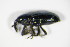  (Baris coerulescens - GBOL_Col_FK_7965)  @13 [ ] CreativeCommons - Attribution Non-Commercial Share-Alike (2015) Unspecified SNSB, Zoologische Staatssammlung Muenchen
