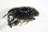  ( - GBOL_Col_FK_7996)  @12 [ ] CreativeCommons - Attribution Non-Commercial Share-Alike (2015) Unspecified SNSB, Zoologische Staatssammlung Muenchen