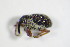  ( - GBOL_Col_FK_8001)  @12 [ ] CreativeCommons - Attribution Non-Commercial Share-Alike (2015) Unspecified SNSB, Zoologische Staatssammlung Muenchen
