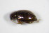  ( - GBOL_Col_FK_8025)  @12 [ ] CreativeCommons - Attribution Non-Commercial Share-Alike (2015) Unspecified SNSB, Zoologische Staatssammlung Muenchen