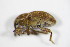  ( - GBOL_Col_FK_8030)  @11 [ ] CreativeCommons - Attribution Non-Commercial Share-Alike (2015) Unspecified SNSB, Zoologische Staatssammlung Muenchen
