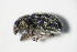  (Sitona striatellus - GBOL_Col_FK_8041)  @13 [ ] CreativeCommons - Attribution Non-Commercial Share-Alike (2015) Unspecified SNSB, Zoologische Staatssammlung Muenchen