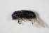  ( - GBOL_Col_FK_8051)  @12 [ ] CreativeCommons - Attribution Non-Commercial Share-Alike (2015) Unspecified SNSB, Zoologische Staatssammlung Muenchen
