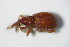  (Apion cruentatum - GBOL_Col_FK_8054)  @13 [ ] CreativeCommons - Attribution Non-Commercial Share-Alike (2015) Unspecified SNSB, Zoologische Staatssammlung Muenchen