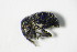  (Anoplus roboris - GBOL_Col_FK_8055)  @14 [ ] CreativeCommons - Attribution Non-Commercial Share-Alike (2015) Unspecified SNSB, Zoologische Staatssammlung Muenchen