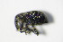  ( - GBOL_Col_FK_8056)  @11 [ ] CreativeCommons - Attribution Non-Commercial Share-Alike (2015) Unspecified SNSB, Zoologische Staatssammlung Muenchen