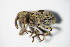  ( - GBOL_Col_FK_8060)  @11 [ ] CreativeCommons - Attribution Non-Commercial Share-Alike (2015) Unspecified SNSB, Zoologische Staatssammlung Muenchen