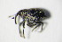  ( - GBOL_Col_FK_8062)  @12 [ ] CreativeCommons - Attribution Non-Commercial Share-Alike (2015) Unspecified SNSB, Zoologische Staatssammlung Muenchen