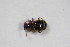  ( - GBOL_Col_FK_8086)  @11 [ ] CreativeCommons - Attribution Non-Commercial Share-Alike (2015) Unspecified SNSB, Zoologische Staatssammlung Muenchen