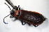  ( - GBOL_Col_FK_8089)  @13 [ ] CreativeCommons - Attribution Non-Commercial Share-Alike (2015) Unspecified SNSB, Zoologische Staatssammlung Muenchen
