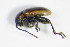  ( - GBOL_Col_FK_8105)  @11 [ ] CreativeCommons - Attribution Non-Commercial Share-Alike (2015) Unspecified SNSB, Zoologische Staatssammlung Muenchen
