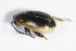  ( - GBOL_Col_FK_8106)  @12 [ ] CreativeCommons - Attribution Non-Commercial Share-Alike (2015) Unspecified SNSB, Zoologische Staatssammlung Muenchen