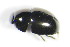  ( - GBOL_Col_FK_8120)  @11 [ ] CreativeCommons - Attribution Non-Commercial Share-Alike (2015) Unspecified SNSB, Zoologische Staatssammlung Muenchen