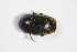  (Afrogethes planiusculus - GBOL_Col_FK_8125)  @13 [ ] CreativeCommons - Attribution Non-Commercial Share-Alike (2015) Unspecified SNSB, Zoologische Staatssammlung Muenchen